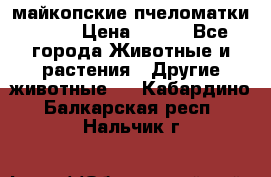  майкопские пчеломатки F-1  › Цена ­ 800 - Все города Животные и растения » Другие животные   . Кабардино-Балкарская респ.,Нальчик г.